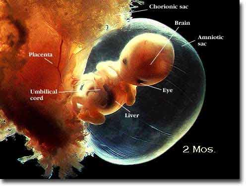 Human embryo at 2 months
