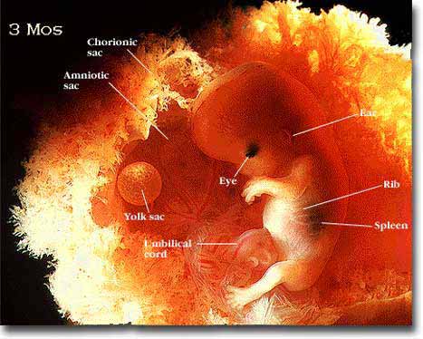 The human fetus at around three months with clearly human features with developed fingers and toes