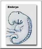 Embryo 